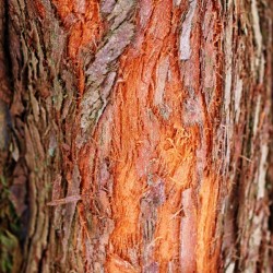Dawn Redwood Bark Abstract